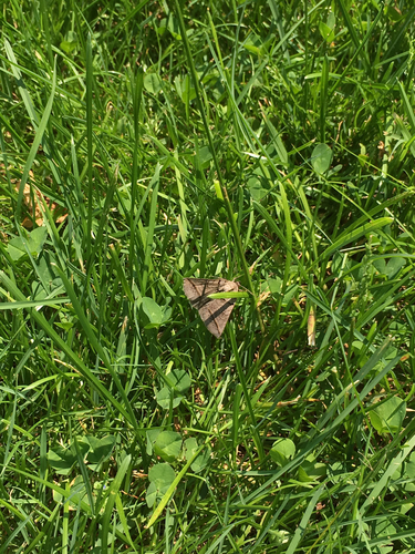 photo of Black Bit Moth (Celiptera frustulum)