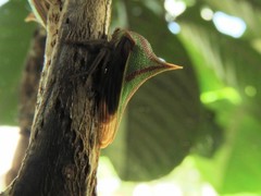 Umbonia spinosa