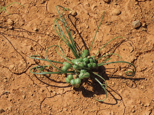 Albuca gariepensis