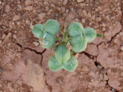 Albuca gariepensis