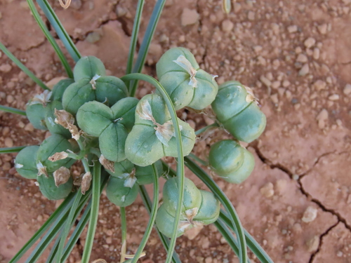 Albuca gariepensis