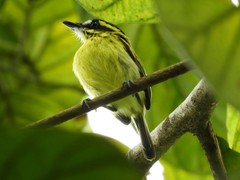 Todirostrum chrysocrotaphum