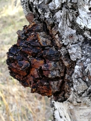 Inonotus obliquus sterilis