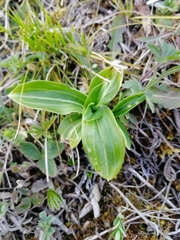 Gentiana macrophylla