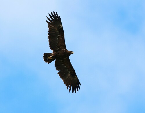 Aigle criard