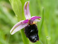 Ophrys bertolonii