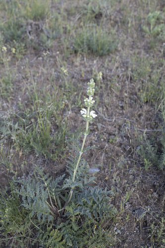 Phlomoides laciniata, photograph 3
