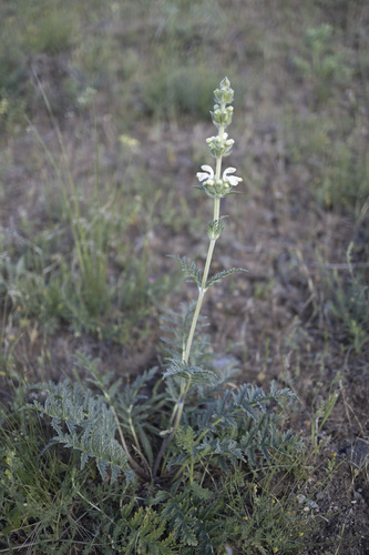 Phlomoides laciniata, photograph 5