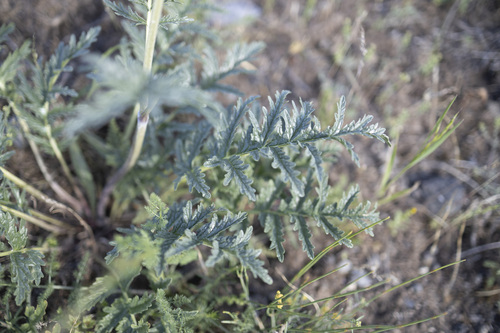 Phlomoides laciniata, photograph 4