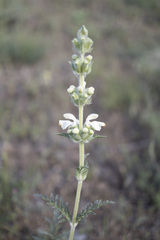 Phlomoides laciniata, photograph (c) Denys Vynokurov, some rights reserved (CC BY)