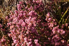 Erica rosacea