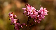 Erica rosacea