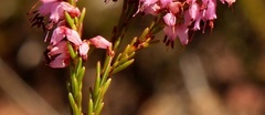 Erica rosacea