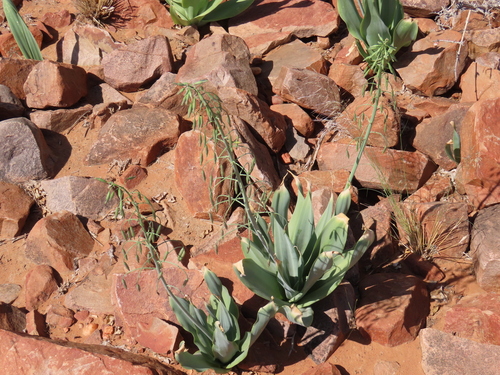Dipcadi glaucum