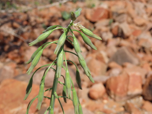 Dipcadi glaucum