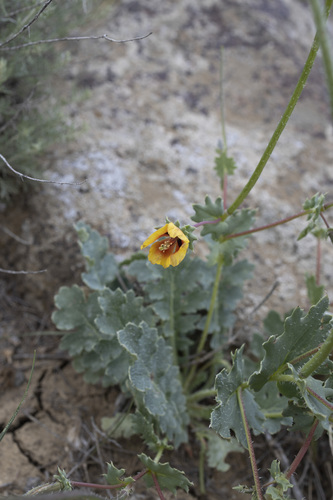 Glaucium elegans, photograph 4