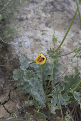 Glaucium elegans, photograph Denys Vynokurov, CC BY, iNaturalist via GBIF