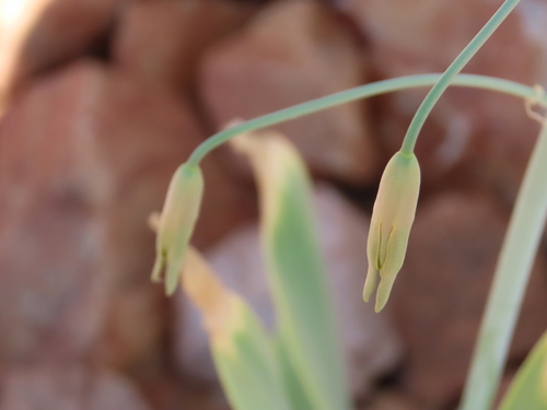 Dipcadi glaucum
