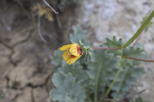 Glaucium elegans, photograph 5