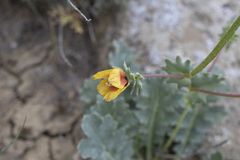 Glaucium elegans, photograph Denys Vynokurov, CC BY, iNaturalist via GBIF