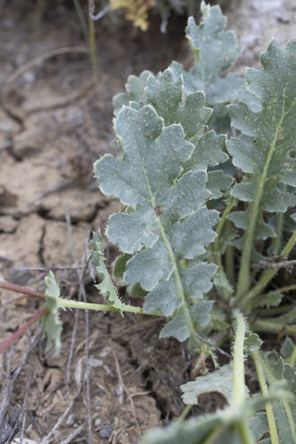 Glaucium elegans, photograph 6