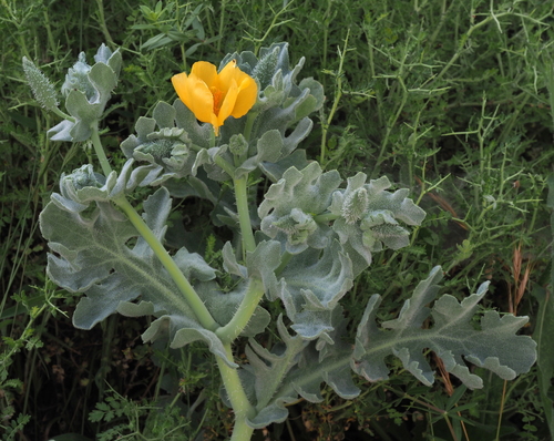 Yellow Horned Poppy