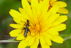 Oedemera tristis