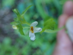 Chaenostoma cordatum