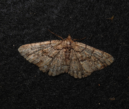 Lydd Beauty