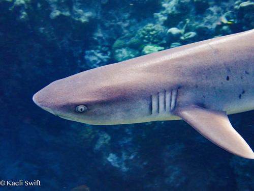 Whitetip Reef Shark, photo 9 of 10