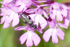 Oedemera tristis