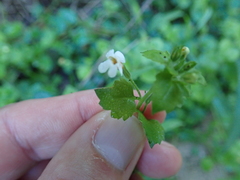 Chaenostoma cordatum