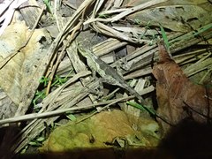 Diploderma polygonatum xanthostomum