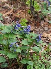 Ajuga incisa