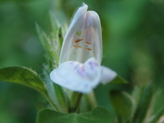 Isoglossa ciliata