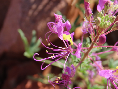 Image of Cleome elegantissima by no rights reserved