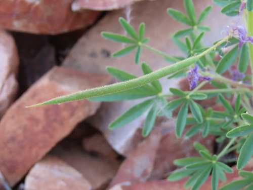 Image of Cleome elegantissima by no rights reserved