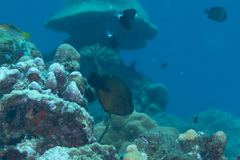 Amanses scopas