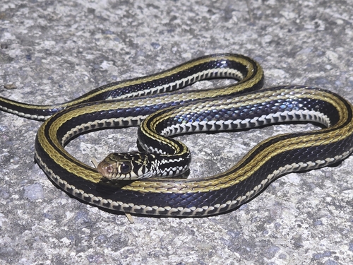 Striped Keelback