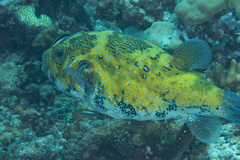 Arothron caeruleopunctatus