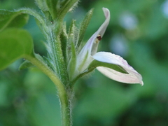 Isoglossa ciliata