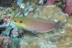 Halichoeres melasmapomus