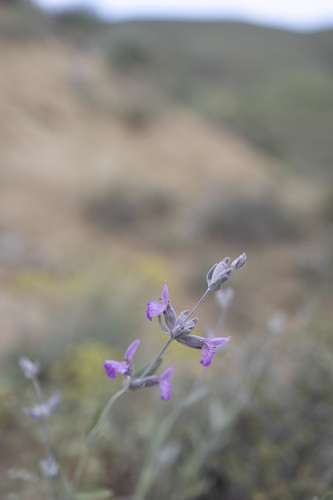 Stachys inflata, photograph 1