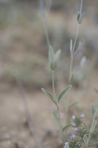 Stachys inflata, photograph 2