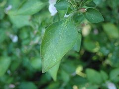 Isoglossa ciliata