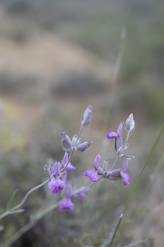Stachys inflata, photograph 3