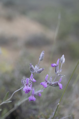 Stachys inflata, photograph (c) Denys Vynokurov, some rights reserved (CC BY)