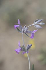 Stachys inflata, photograph (c) Denys Vynokurov, some rights reserved (CC BY)
