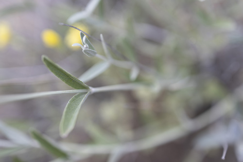 Stachys inflata, photograph 5