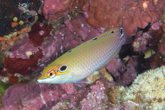 Halichoeres melasmapomus